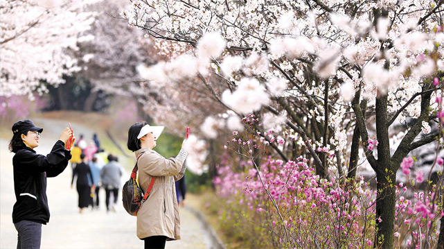 ‘활짝’ 핀 벚꽃길 산책하며 봄을 만끽해