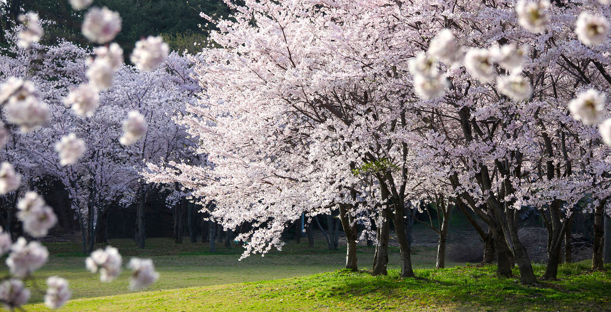 군락지 사진