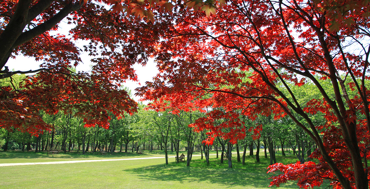 군락지 사진