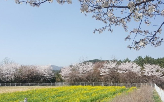 2018.4 신앙촌 벚꽃길