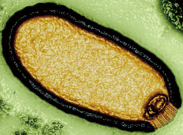 4만8500년간 얼어있던 ‘좀비 바이러스’ 되살아났다