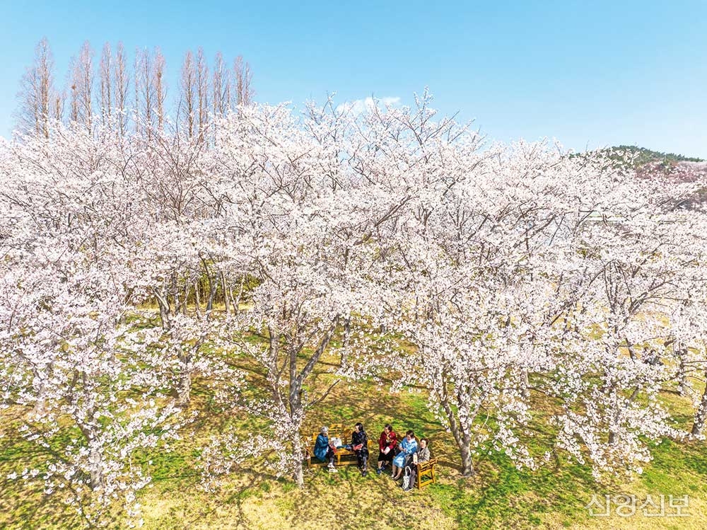신앙촌 봄꽃 행사